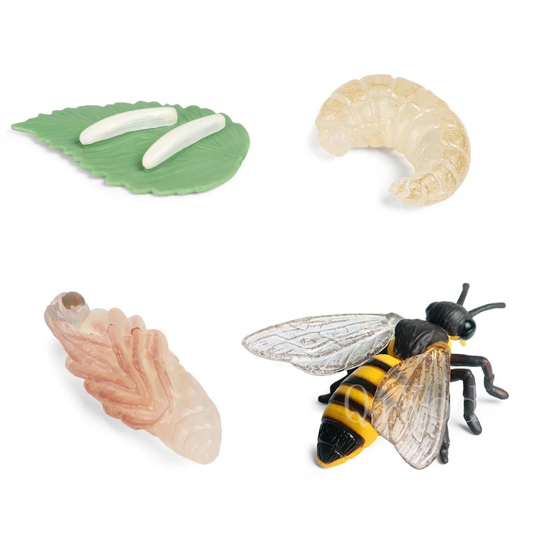 Toy Animal Growth Cycle Life Cycle Model Set Insect Spider Snail Bee Butterfly Simulation Model Action Figures Teaching Material