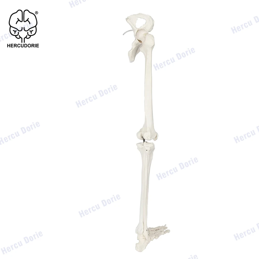 Scientific Human Leg Skeleton Bundle, Life-Size 36