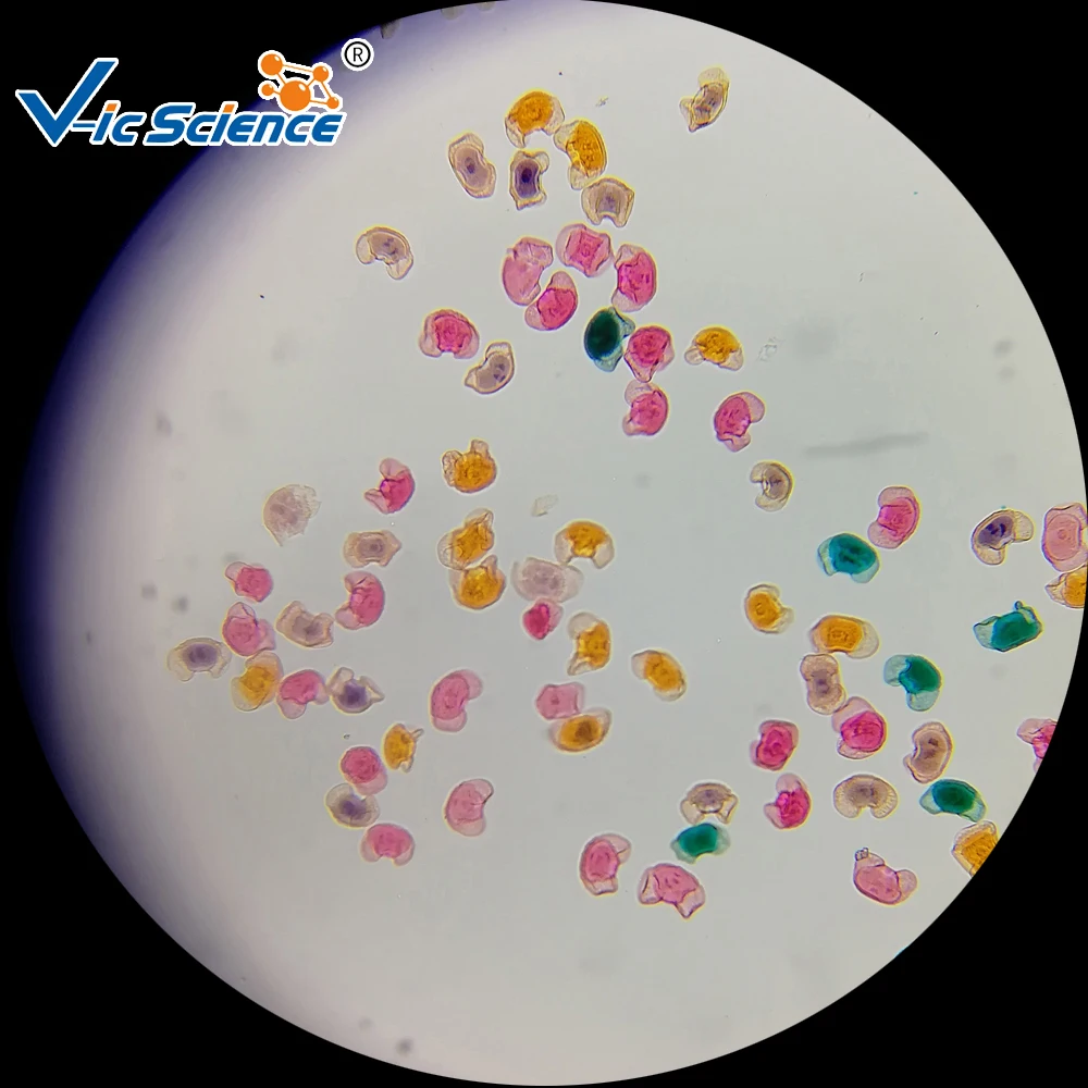 50 pieces Prepared Slides