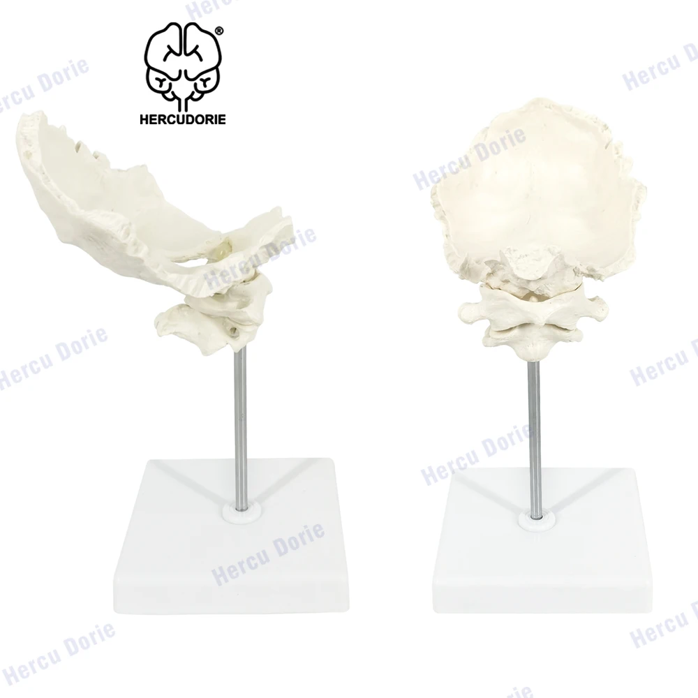 Educational Model Occiput Model - Human Cervical Spine Model Occipital Bone Model PVC Material Atlas and Axis with Occipital Bon