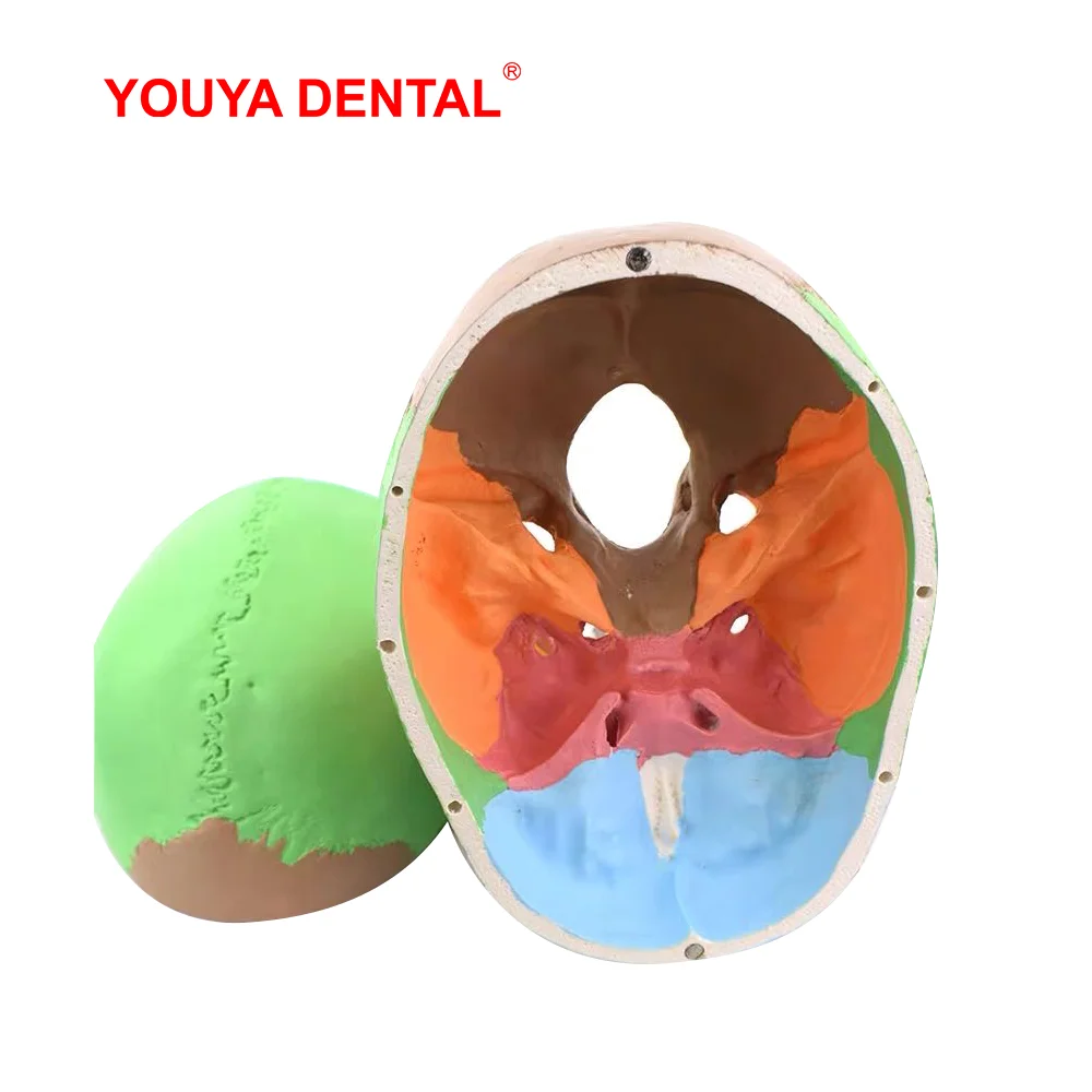 Modelo anatómico de cráneo humano para adultos, modelo de dientes dentales completos, anatomía médica, tapa de calavera extraíble para enseñanza de