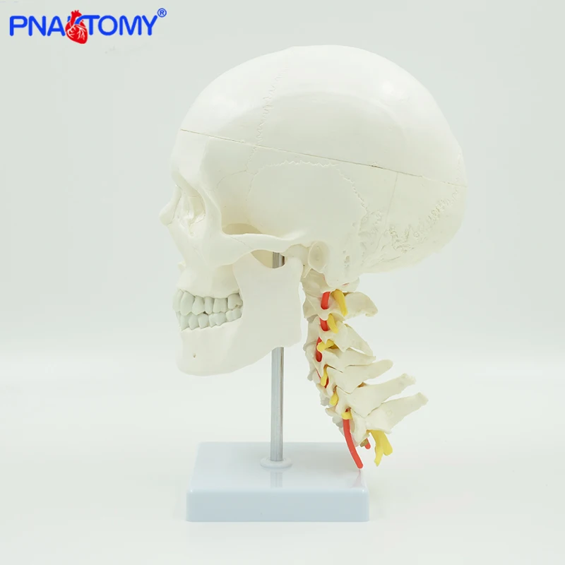 Manusia Anatomi Tengkorak Model Ukuran Hidup Kerangka Kepala Alat Peraga Medis Alat Anatomi Perlengkapan Mengajar Arteri dan Serviks Vertebra