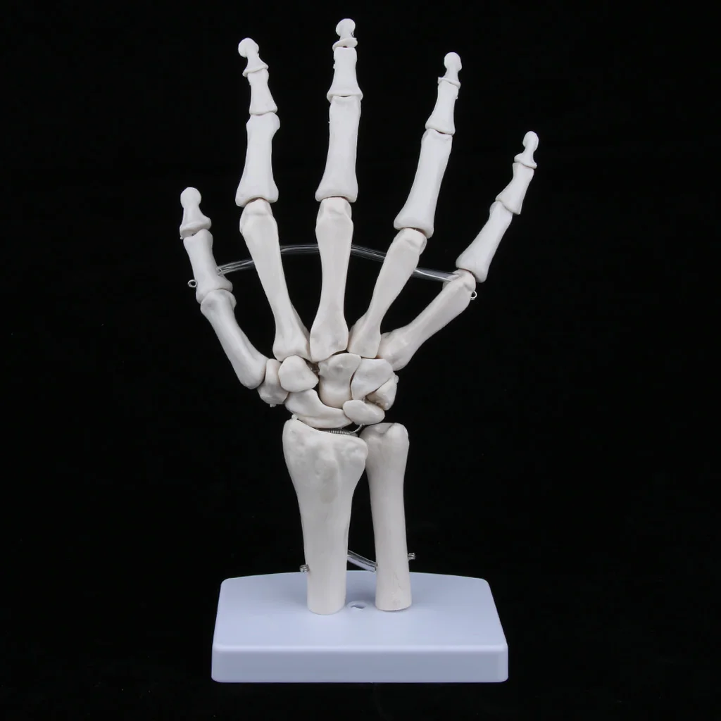 Medical Life-Size Human Hand Joint Skeleton Anatomical Model, Human Anatomy, Medical Teaching Tool