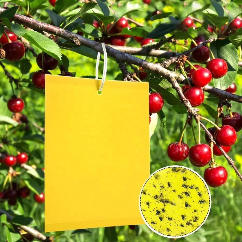 50 Sheets Yellow Fly Traps Bugs Sticky Board Dual-Sided Catching Aphid Insect Pest Control Whitefly Thrip Leafminer Glue Sticker