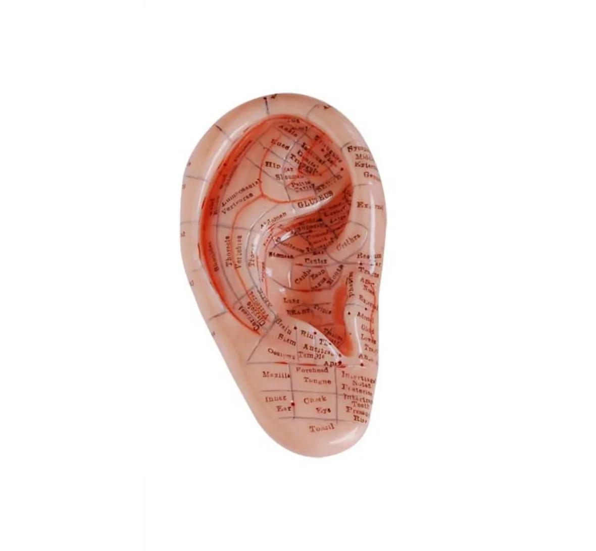 

12-CM Massage Ear Model, Ear Model with Reflex Zone