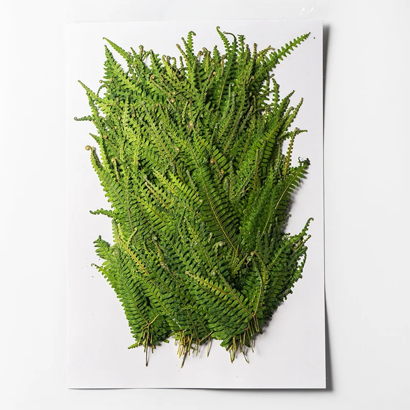 Pressed Dried Dicranopteris dichotoma Leaf Herbarium For Epoxy Resin Jewelry Making Bookmark Face Makeup Nail Art Craft