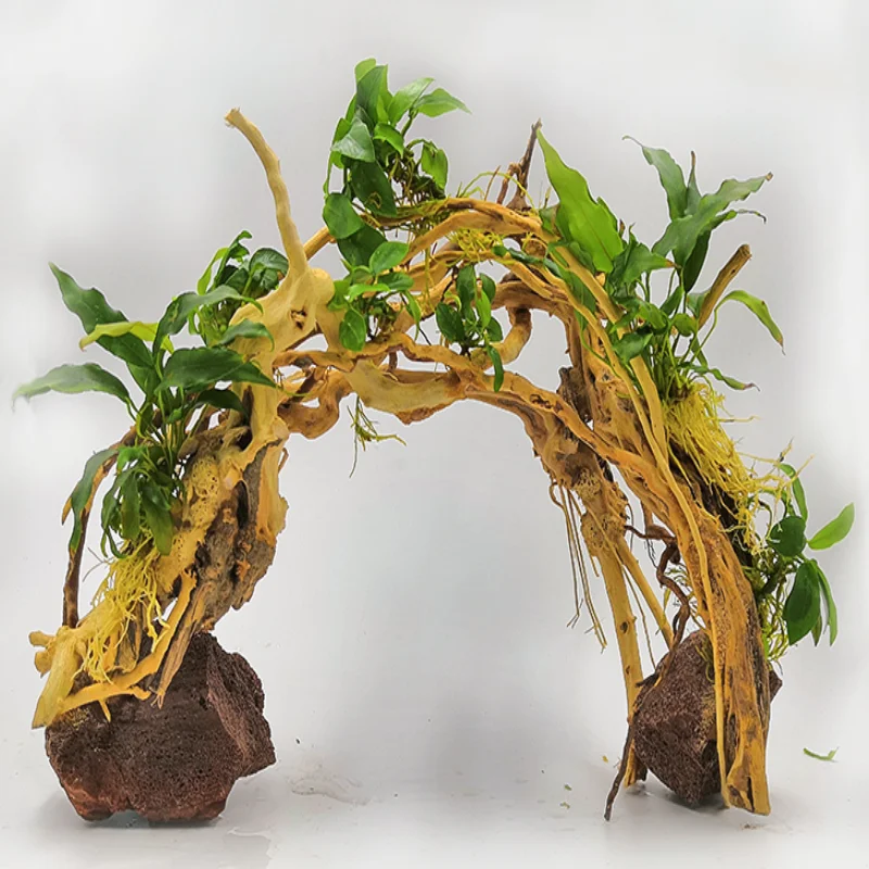 Driftwood Aquarium Landscaping Forest Wood Into Moss Tree Grass Tank stone Potted plant Small Rhododendron root DIY bonsai new