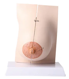 

Medical model female breast anatomy model breast anatomy model medical Gynecology Teaching