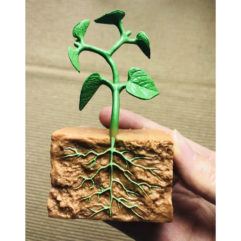 Montessori Life Cycle of a Green Bean Plant Figures/ Cognitive Cards/ Tray/ Board Seeds Growth Learning Biology Teach Materials