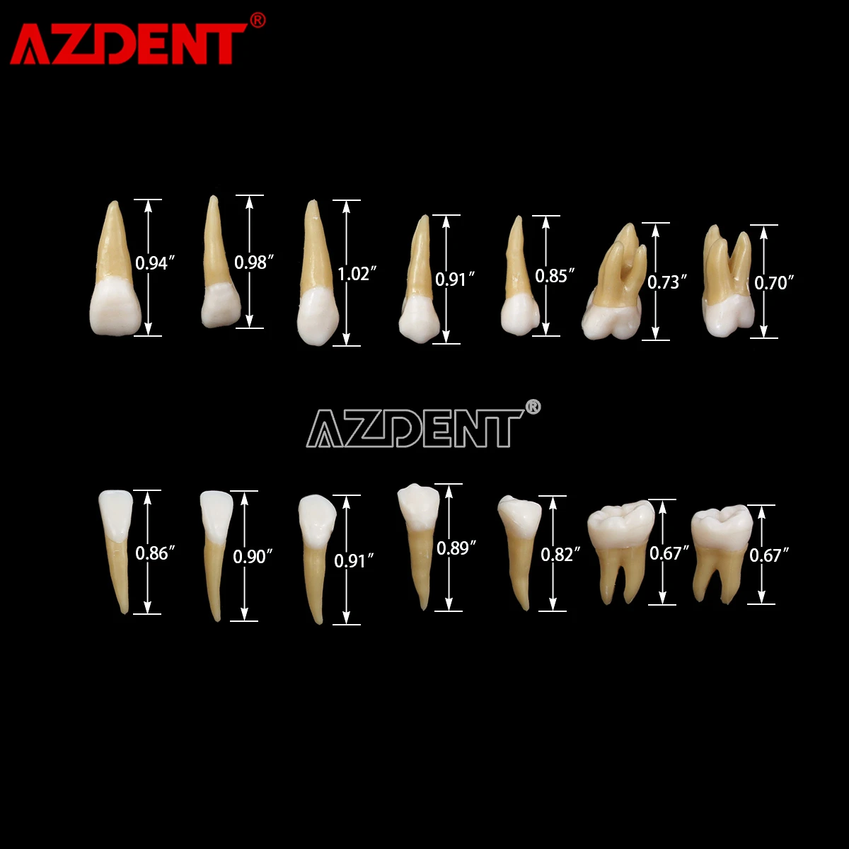 Adult Teeth Model 28pcs 1:1 Permanent Teeth Dental Model ZYR-7008 Resin School Teaching Equipment