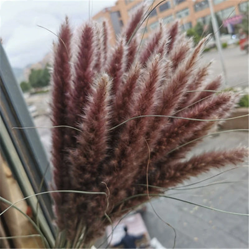 

Natural Dried Pampas Grass Decor Real Fluffy Reed Phragmites Bouquet For Home Artificial Flower Wedding Garden Party Decoration