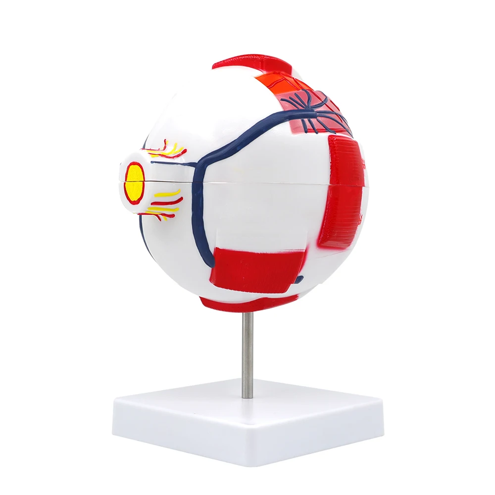 Modelo de globo ocular, modelo anatómico de globo ocular, ayuda para el aprendizaje médico, instrumento de enseñanza, fuentes de enseñanza de las ciencias médicas