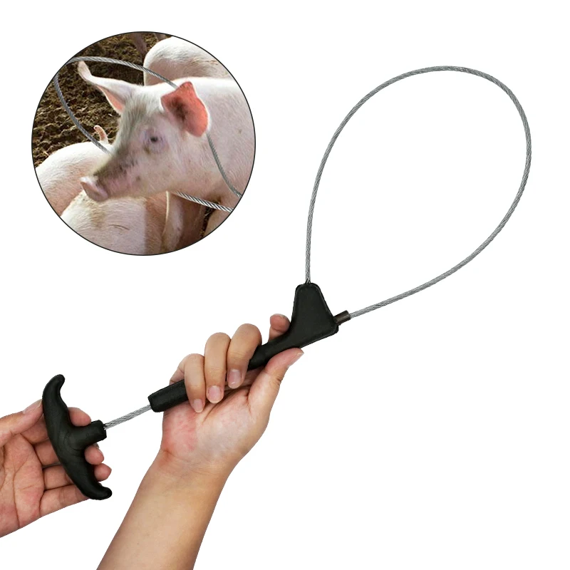hog pig 차이: 소형 돼지 사육에 최적화된 고정식 고리 줄 사용법과 장단점 분석