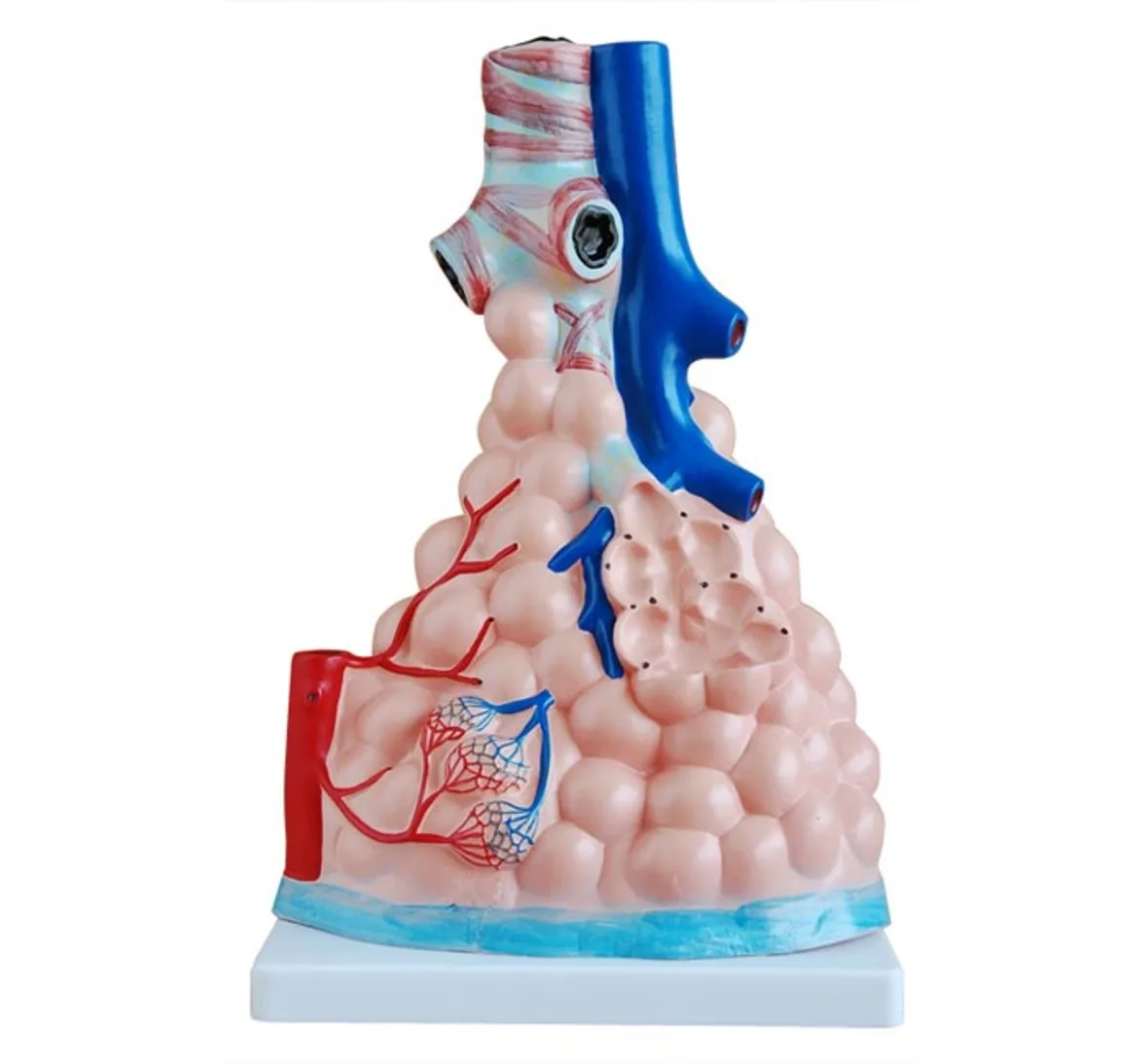 

Anatomical Alveolus model, Magnified Pulmonary Alveolus Model