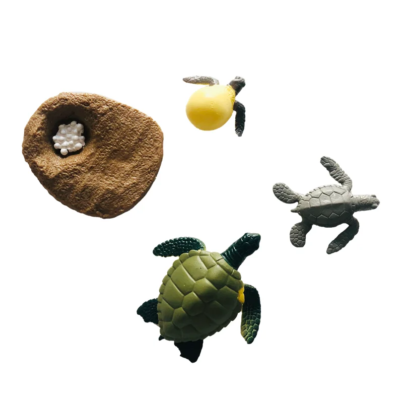 Montessori Educational Toys Life Cycle Figures and Cards of Turtles Biology Learning Resource Preschool Homeschool Teaching Aids