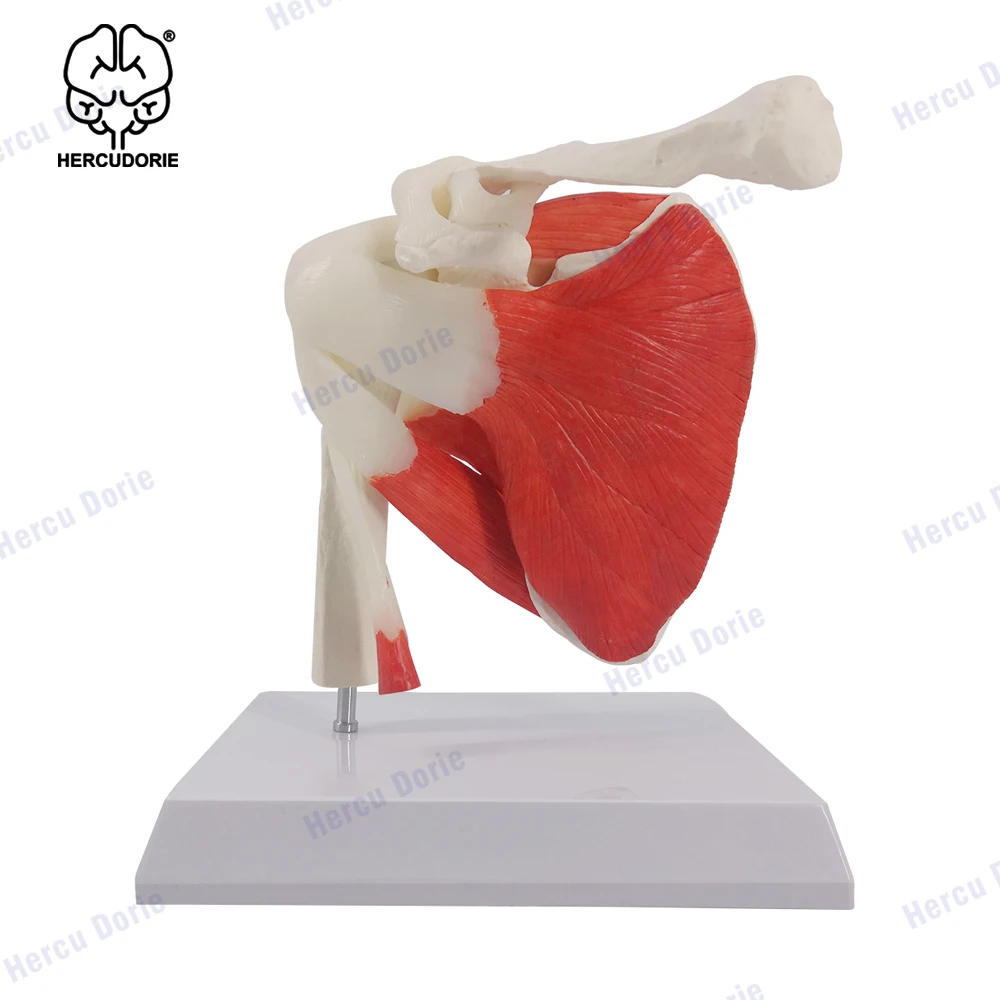 Shoulder Joint Muscles Model | Human Body Anatomy Replica of Normal Muscled Shoulder Joint for Doctors Office Educational Tool