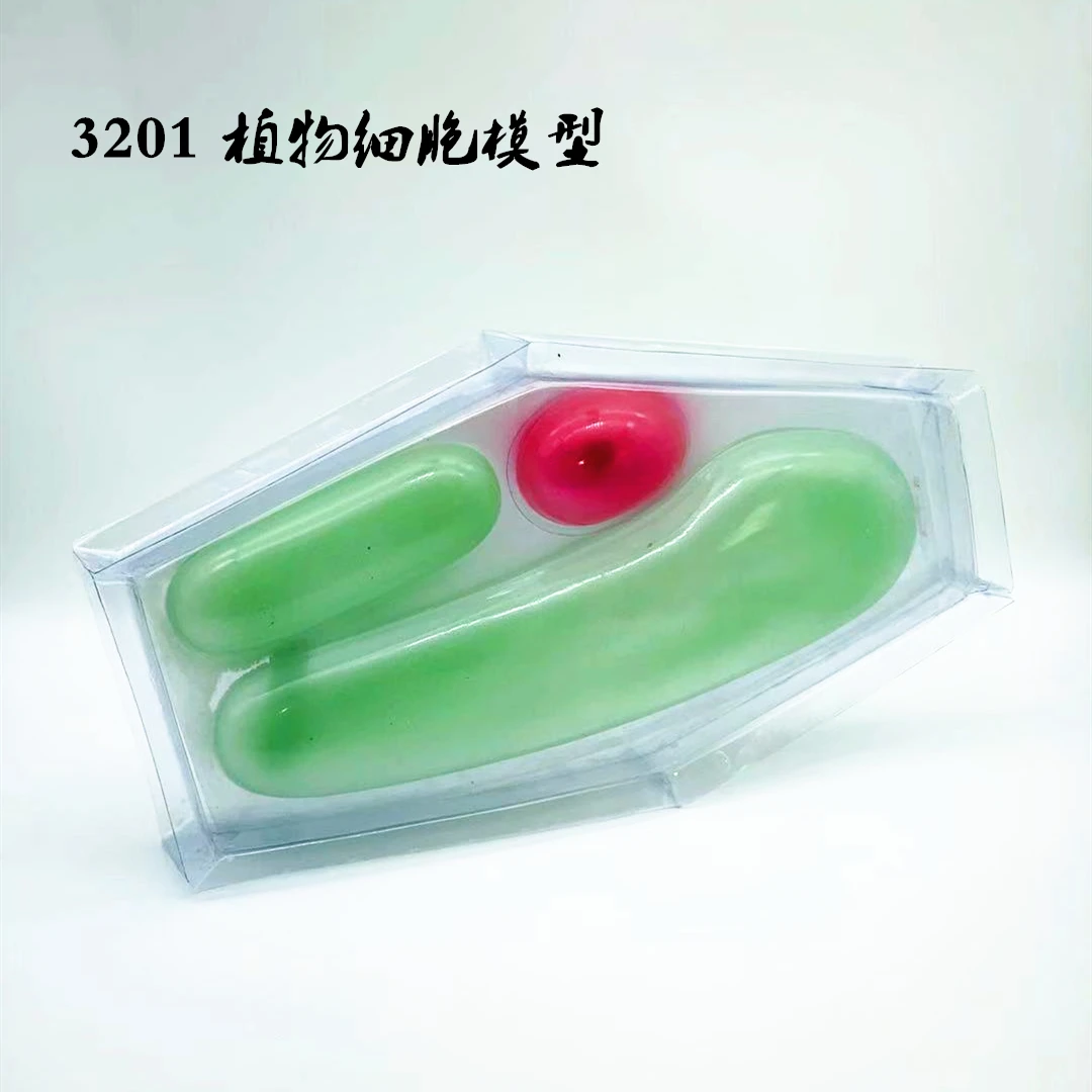 

Plant Cell Structure Chloroplast Cell Wall Chlorophyll Middle School Biology Science Botany Teaching Aid Model