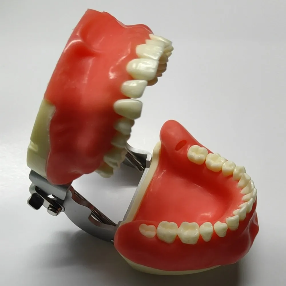 Dental Model Training Model For Oral Surgery Teeth Model Dental Teaching Model Teeth Demonstration