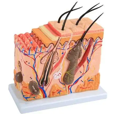 Skin structure anatomy model Cosmetology teaching Skin tissue hierarchy stereostructure micro plastic surgery Skin model