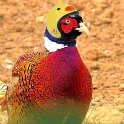 3pcs Chicken Helmet Cap Pet Protective Gear Sun Rain Protection Helmet Toy Bird Hens Small Pet Supplies Costumes Accessories