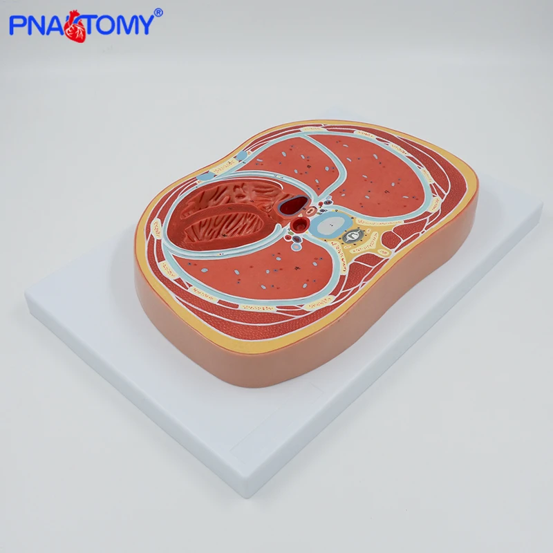 Schematic Cross Section Through Abdomen (T12)  Anatomical Model Medical Teaching Tool Educational Equipment Professional Model