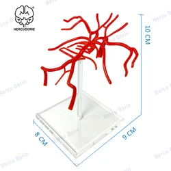 Modello di anatomia dell'arteria basare del cervello umano Willis modello di arteria cerebrale