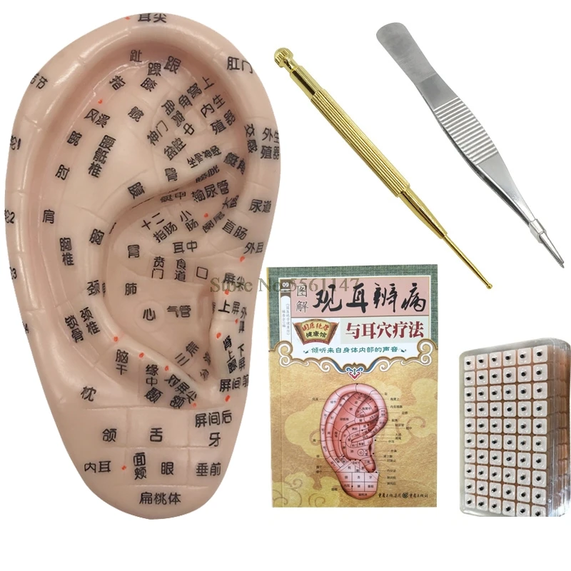 600pcs/lot ear press seed Auricular Vaccaria seed with English ear probe 13cm ear model acupuncture needle ear bead slimming bod