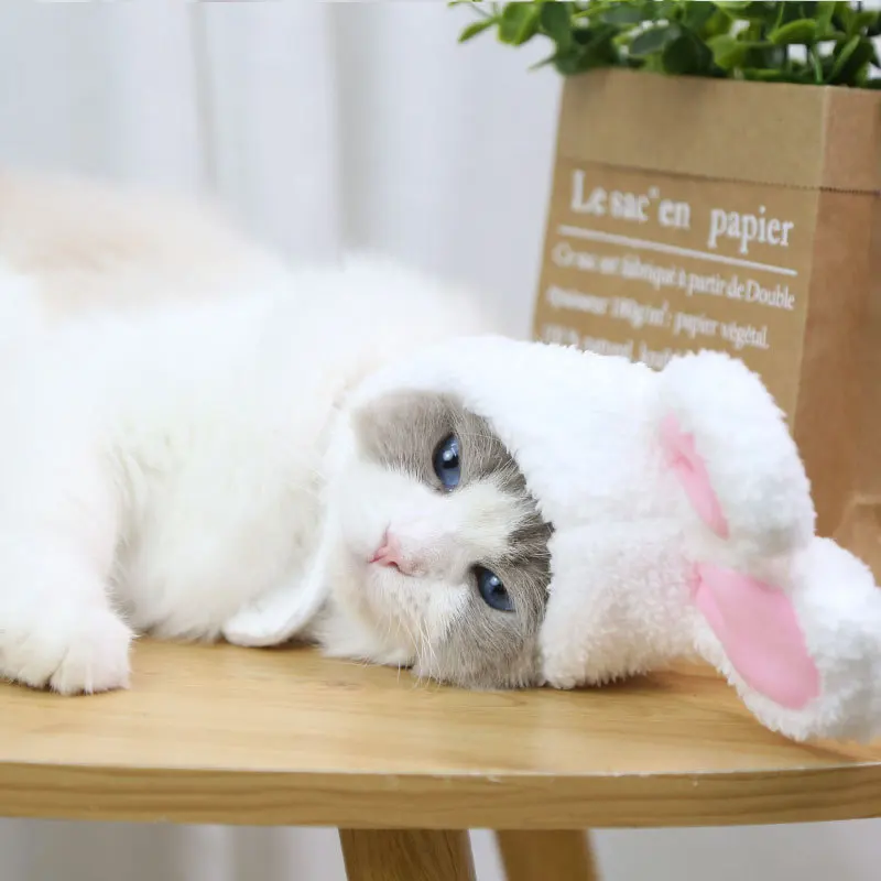 Gorro de gato para mascota, sombrero de arrastre con Orejas de conejo, disfraz de perro, PhotoProps divertido, capucha cálida para Cosplay