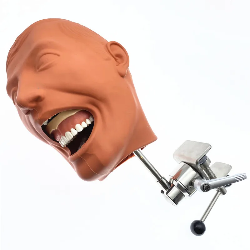 Teeth Model Dental Manikins Phantom Head Model Simulation Training Model for Dental Teaching Training