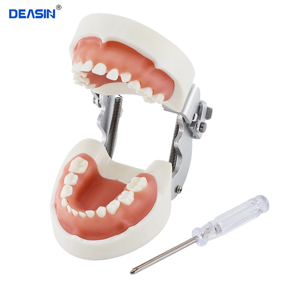 Dentes de criança modelo 24 pces com goma macia/dentes de estudo dental modelo de dente de treinamento dental para crianças