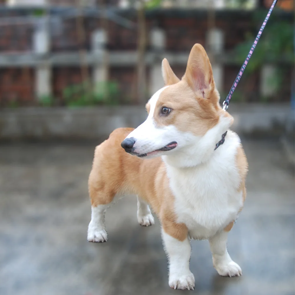 Tali Leher Anjing Kucing Peliharaan Tali Leher Hewan Peliharaan Dapat Disesuaikan dengan Bel untuk Kucing Anjing Kecil Produk Hewan Peliharaan Anjing Pudel Berjalan Di Luar Ruangan