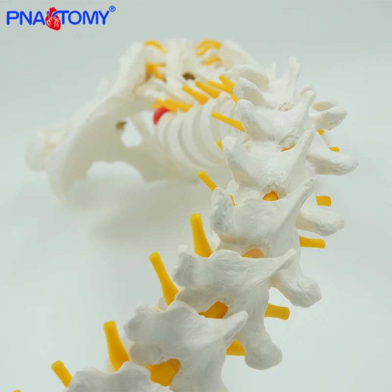 85cm Hanging Human Flexible Spine Model Vertebral Column Anatomy Model Life Size Sacrum Coccyx Pelvis Bone Anatomical Tool