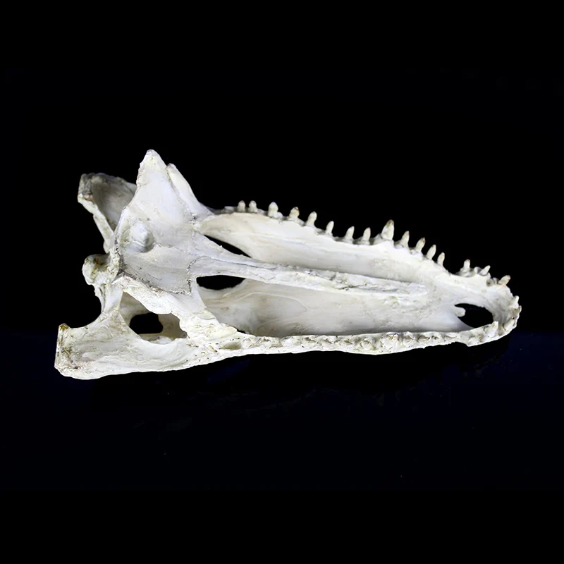 Crocodile dinosaur bone dodge house resin reptile habitat aquatic landscape simulation skull aquarium decoration
