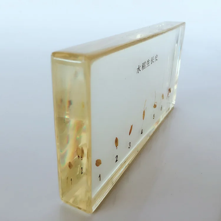 Plant Growth History Specimens Rice Germination Process Specimen Model Biology Botany Teaching Aids Creative Resin Handicraft