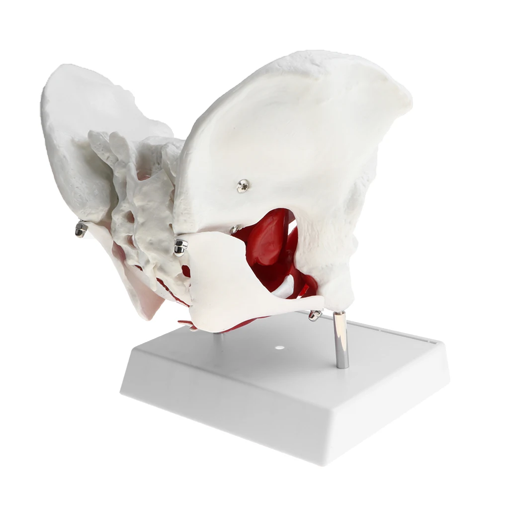 1:1 Anatomical  Female Pelvis Sacrum Pubis Model Pathological Changes Woman Skeleton Model Kit Lab Supplies School Learning Tool