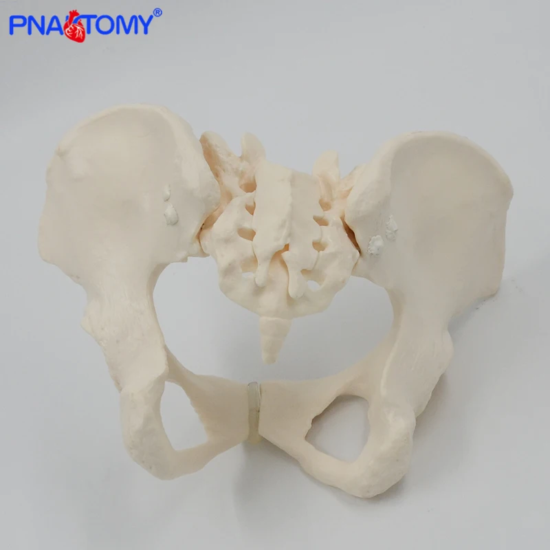 İnsan anatomisi özellikleri kalça, sakrum ve tailbone bilimsel kadın pelvis modeli, hareketli, elastik kordon bağlantı, yaşam boyutu pelvis,