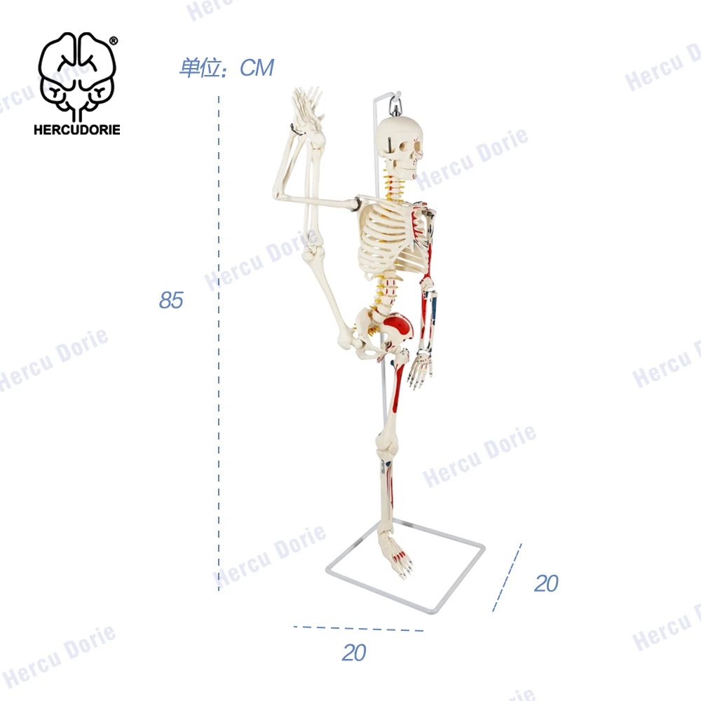 Anatomical laboratory half-life size bone model, 35 inches anatomical bone model, with muscle start and end points and numbers,