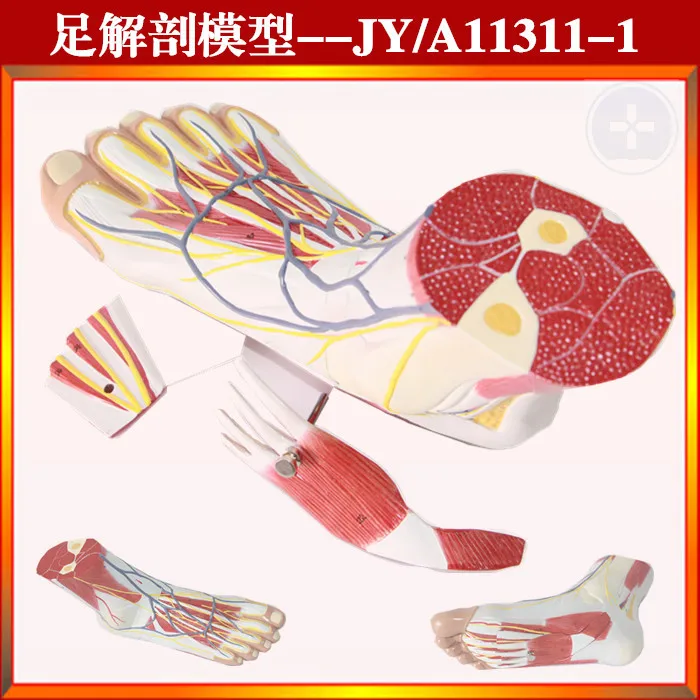 

3 parts 1:1 Life Size Human Foot Joint Muscle Ligament Plantar Anatomical Model Surgery Foot Muscle Neurovascular Model