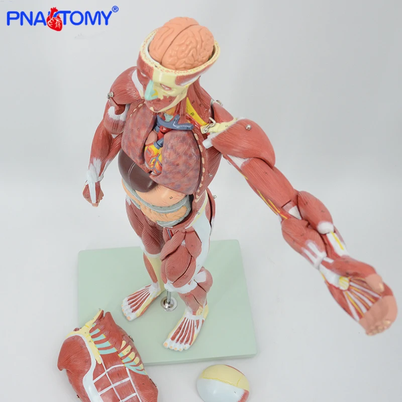 Figura muscular anatomia modelo 27 peças 78cm altura músculos humanos e ligamentos vasos sanguíneos e nervos anatômicos ferramenta de ensino