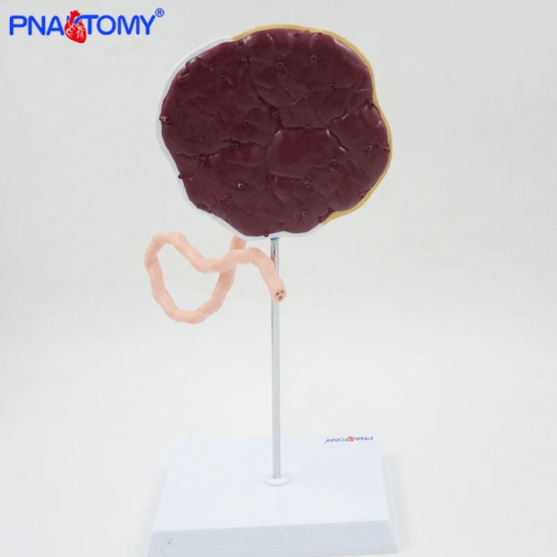 Anatomical placenta model fetus funicle anatomy model baby birth model medical teaching tool Life Size Educational Equipment