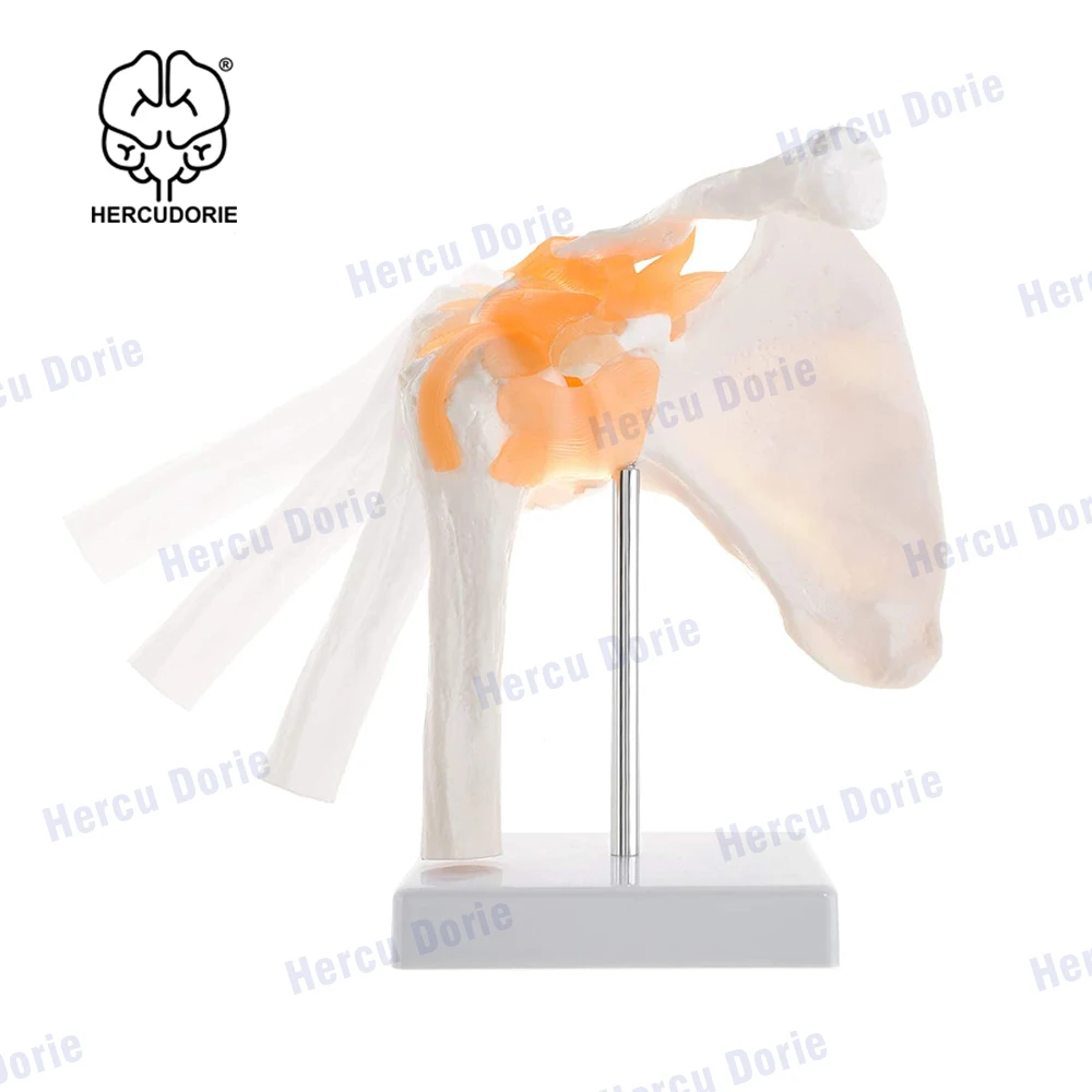 Shoulder Model Anatomical Skeleton Life Size Human Anatomy with Ligaments Joint Bone Functional Medical Model