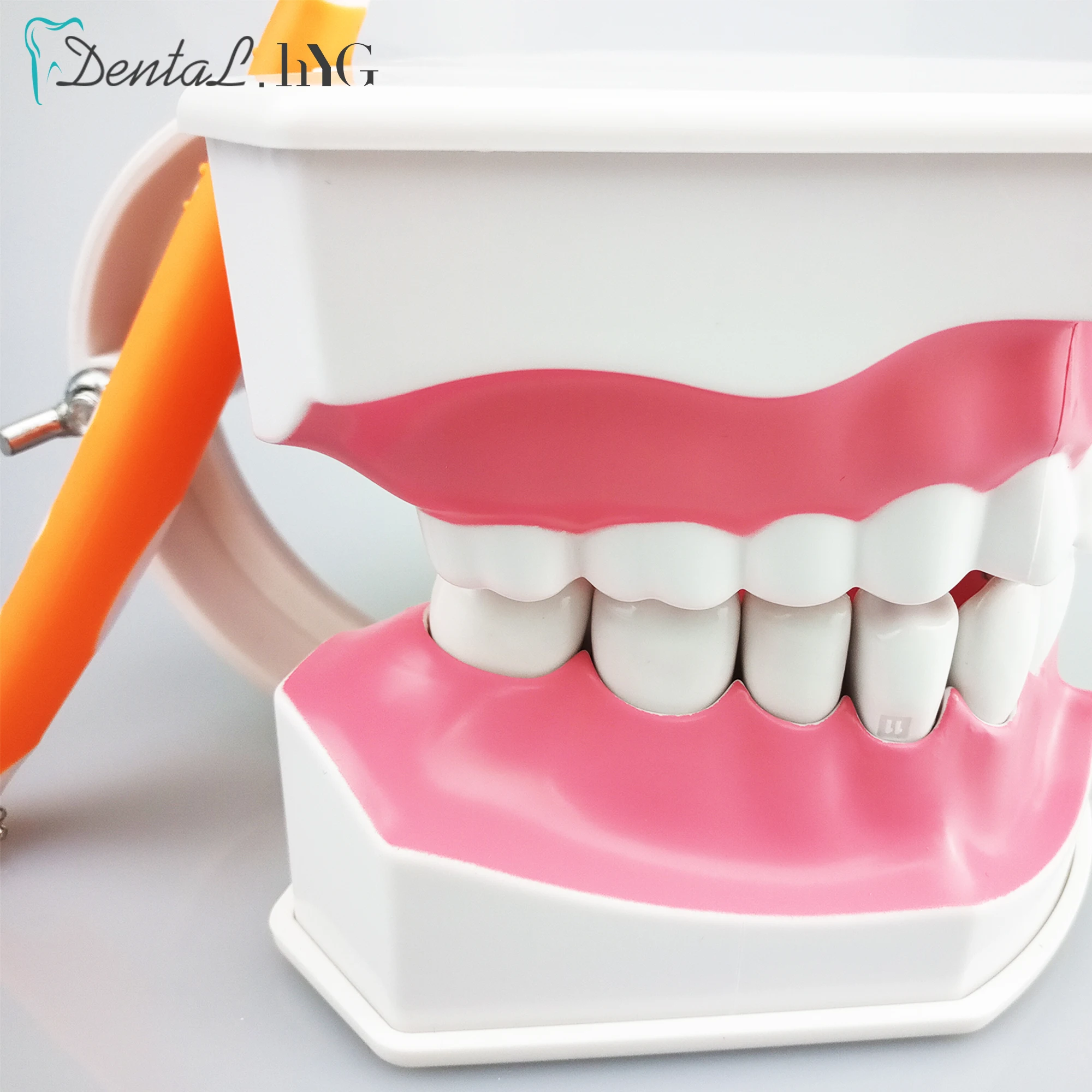 1 pc Dental Model zębów z szczoteczka do zębów z zdejmowane zęby dla dorosłych Model zębów szczotka Standard nauczania edukacji akcesoria do