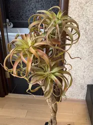 Super Big Air Grass Steptophy Green Plant Realistic LikeTropical Succulent Pineapple leaf Artificial Flower Plastic