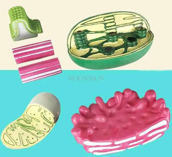 

Various cell models organelle structure mitochondria chloroplast Golgi apparatus central body biology teaching instrument