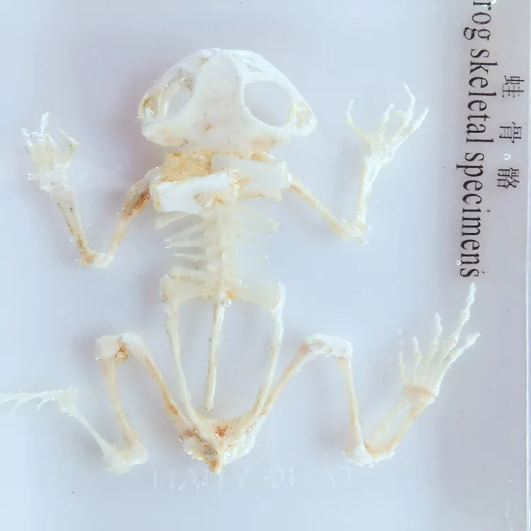 Frog Skeleton Embedded Specimen Resin Real Frog Bones Animal Specimen Models Biological Anatomy Teaching Aids Resin Handicraft