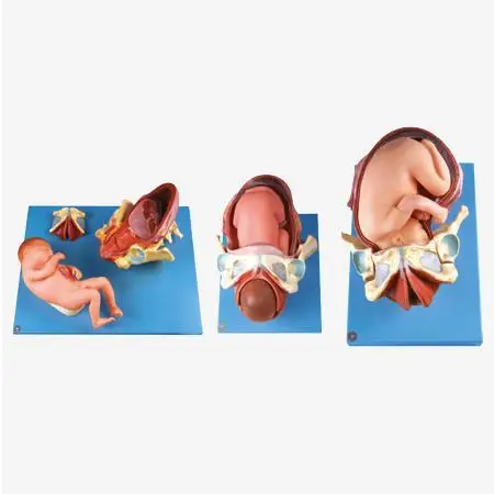 

Demonstrantion Model of childbirth ,human anatomy model