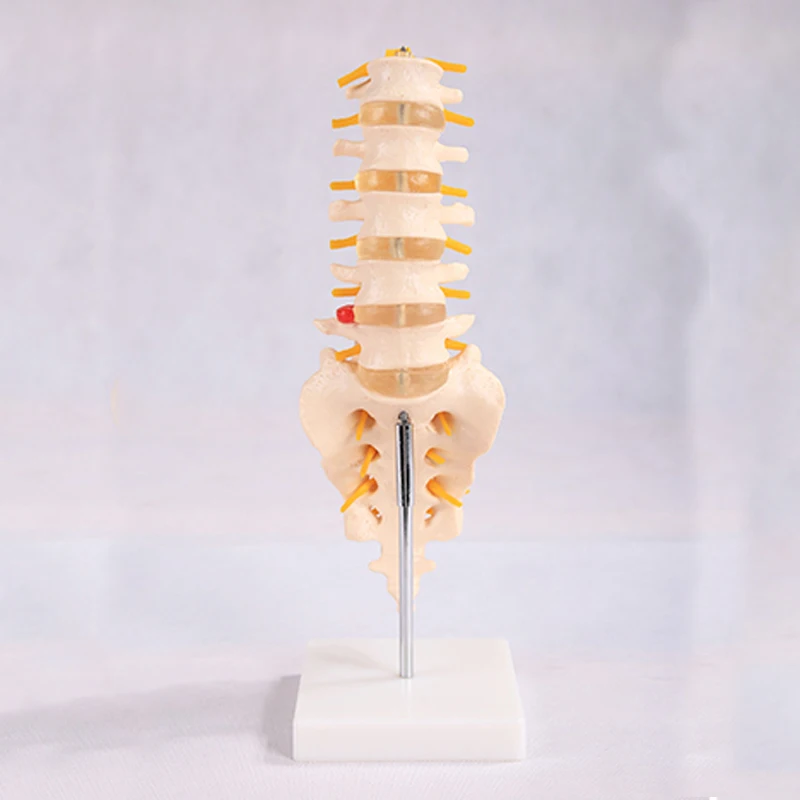 

Natural Large Lumbar Spine with Tail Bone Skeleton Anatomy Model BIX-A1018