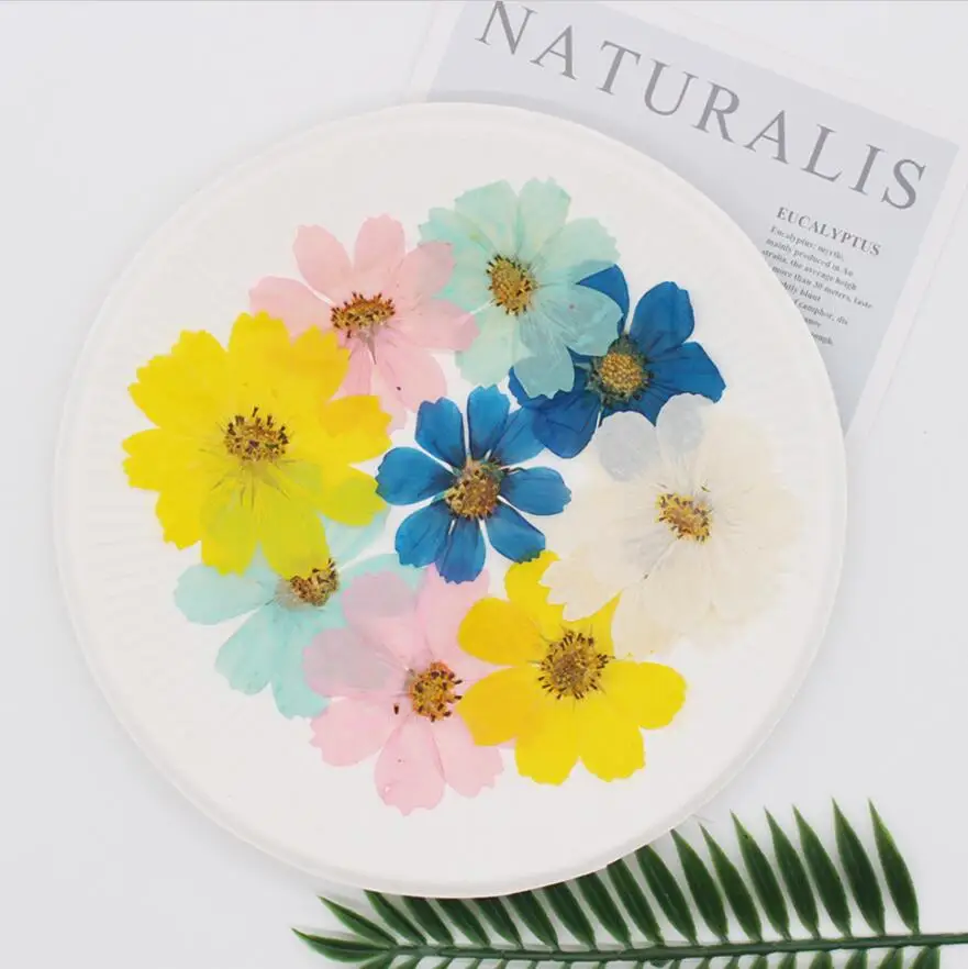 120pcs 4-8cm Pressed Dried Calliops Flower Plant Herbarium For Jewelry Postcard Invitation Card Phone Case Bookmark Making DIY