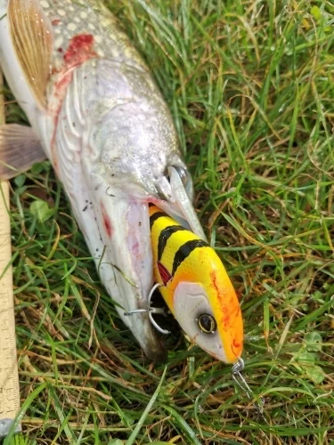 Hunhouse Salmo Slider Jerkbait – Señuelo para lucio - imagen 4