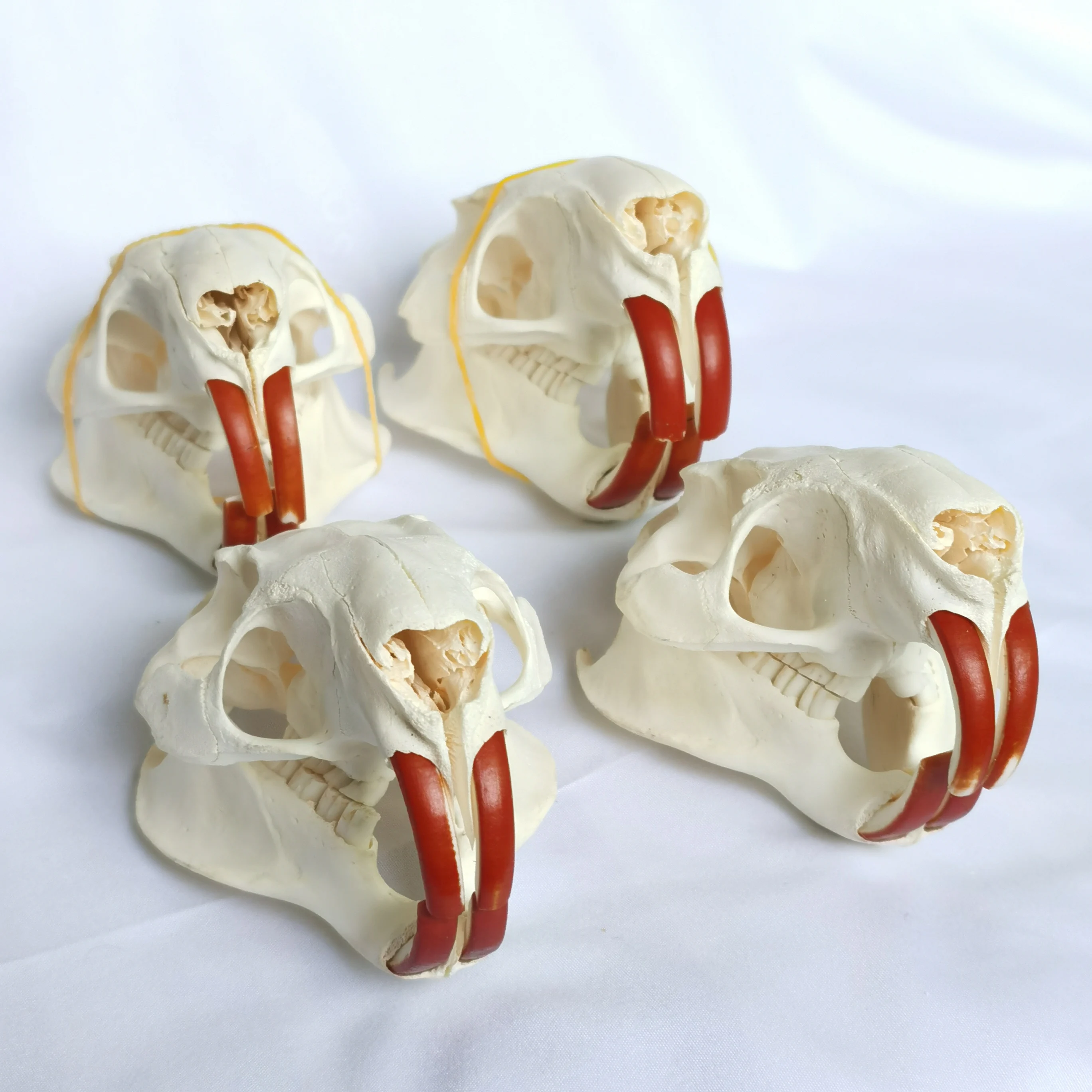 1 Pcs Real Nutria  Animal Skull  Taxidermy Study Yuletide Christmas Gift Halloween Ornament